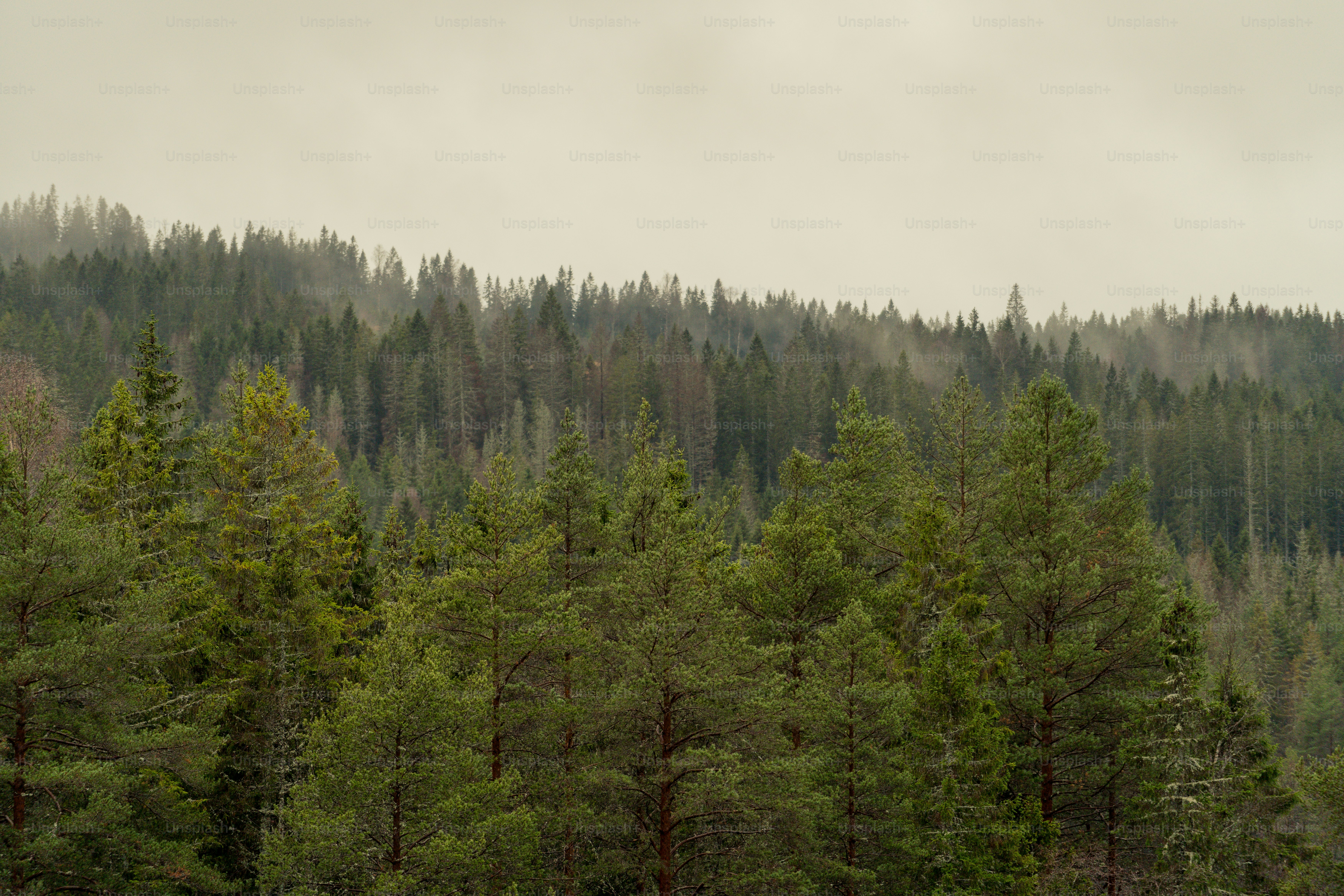 a forest filled with lots of tall green trees
