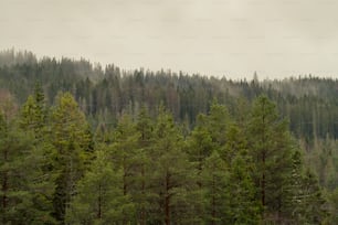 a forest filled with lots of tall green trees