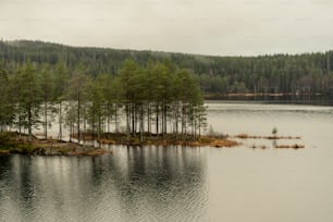 a body of water surrounded by a forest