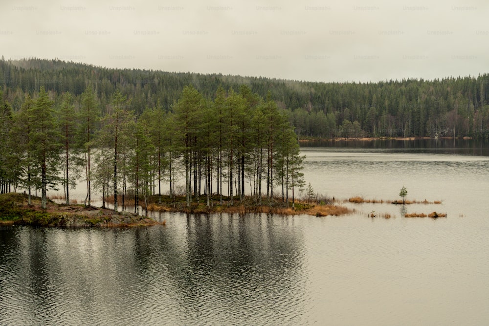 a body of water surrounded by a forest