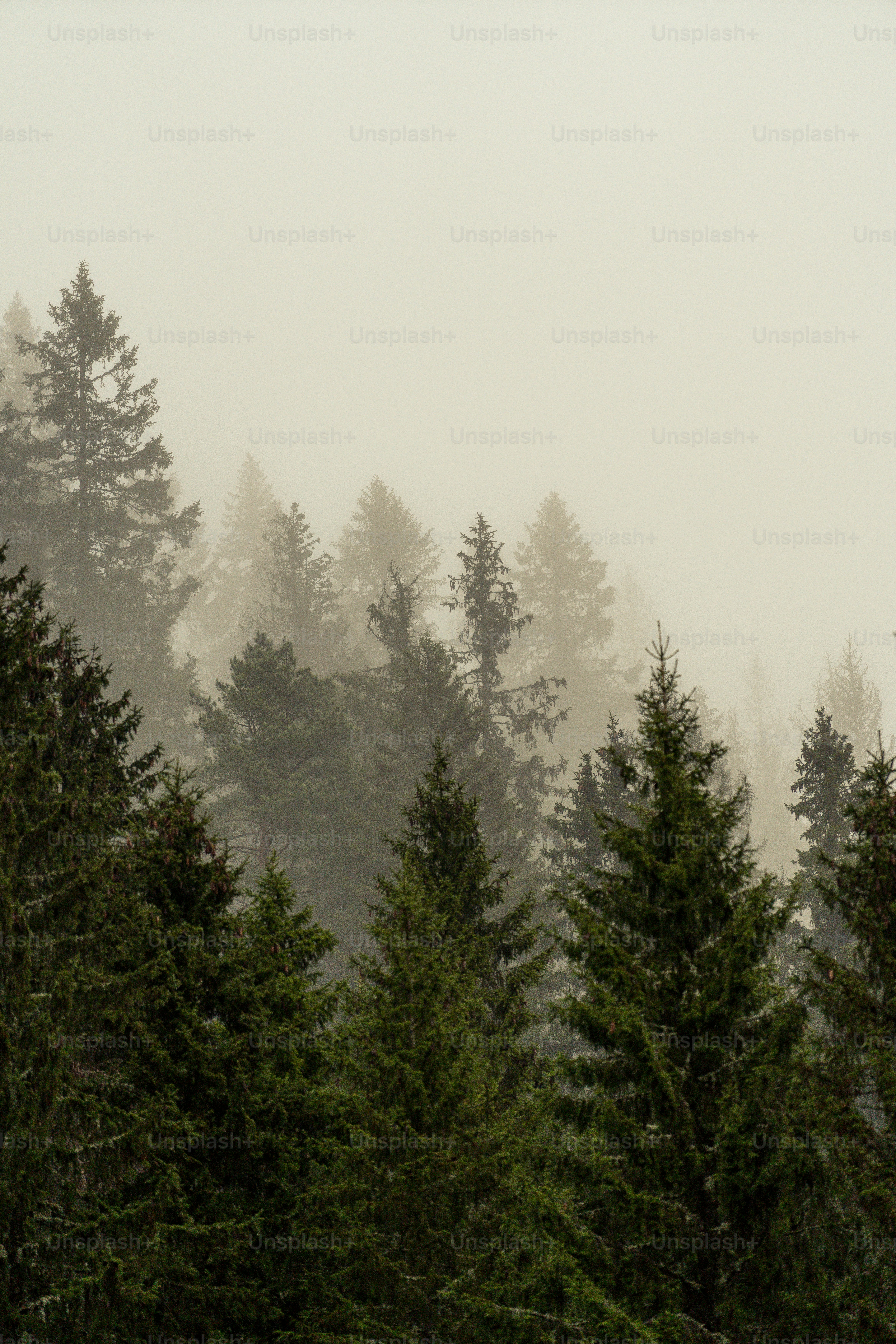 500+ Fotos de Foggy Forest [¡Impresionante!] | Descargar imágenes gratis en  Unsplash, image size:3000x4500