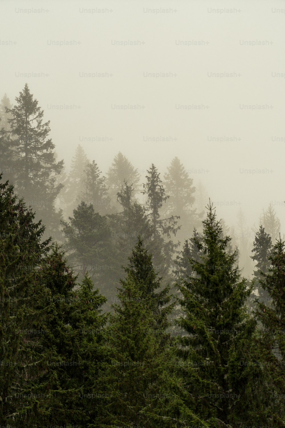 uma floresta nebulosa cheia de muitas árvores
