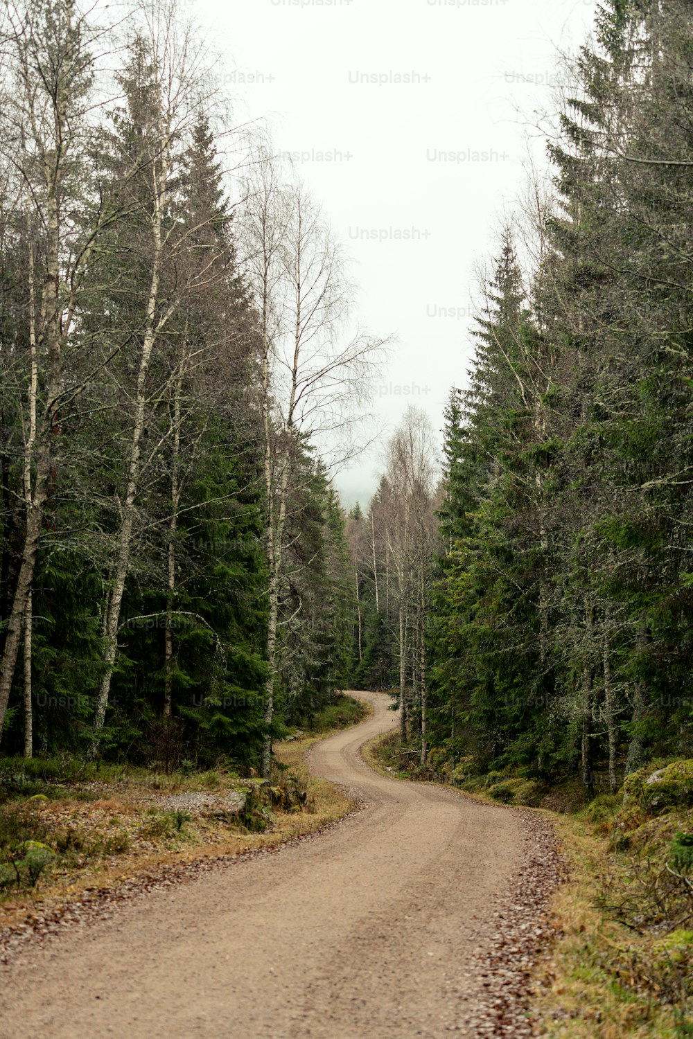 숲 한가운데의 비포장 도로