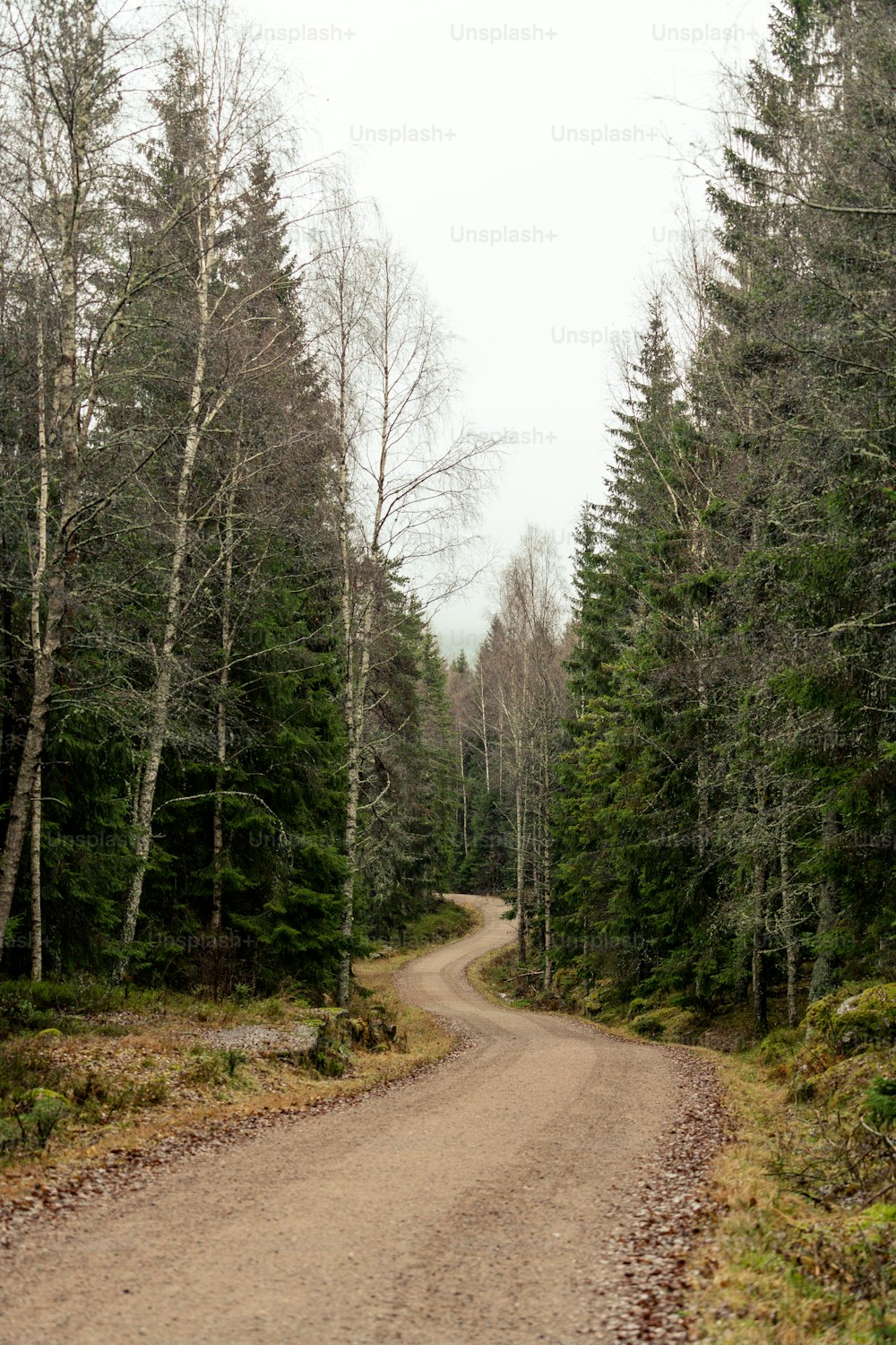 a dirt road in the middle of a forest