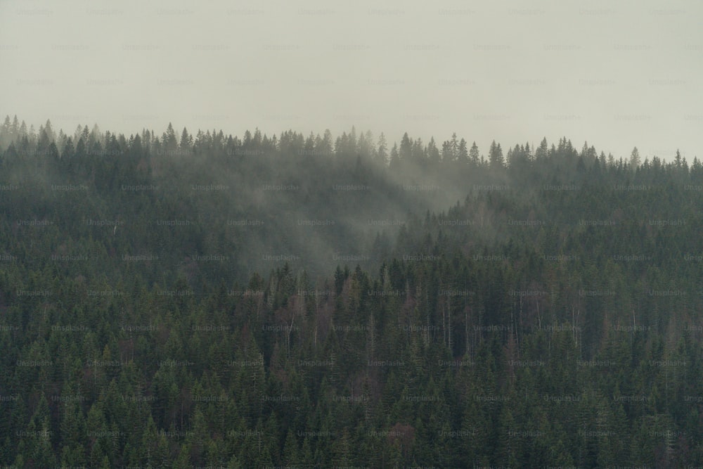 a plane flying over a forest on a foggy day