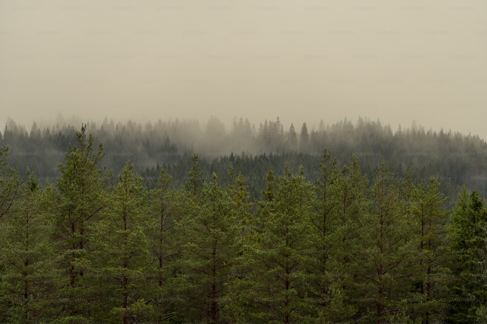 une forêt brumeuse remplie de beaucoup d’arbres