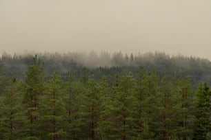 Un bosque brumoso lleno de muchos árboles