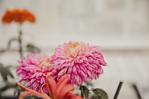 a close up of a pink flower in a vase