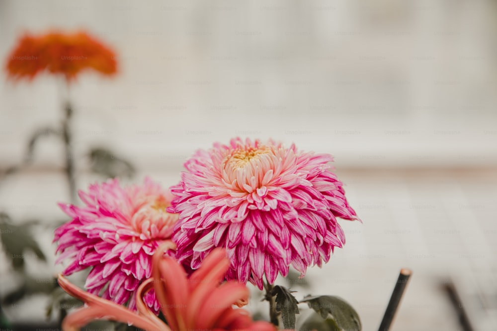 花瓶の中のピンクの花の接写