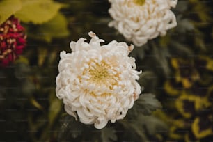 배경에 녹색 잎이 있는 세 개의 흰색 꽃