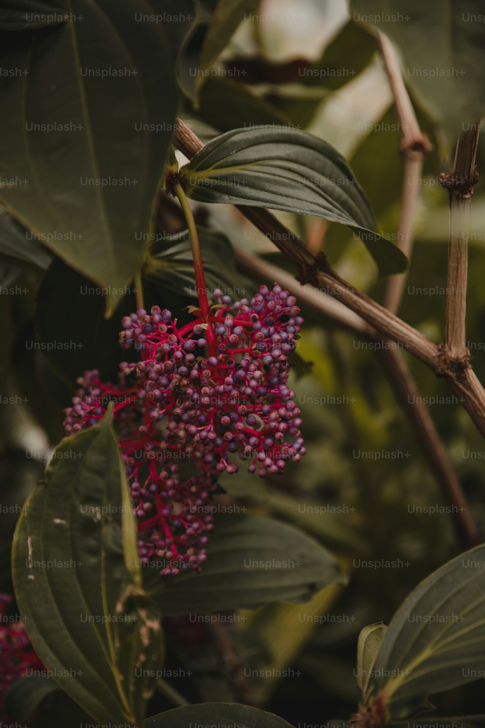 a close up of a flower on a tree