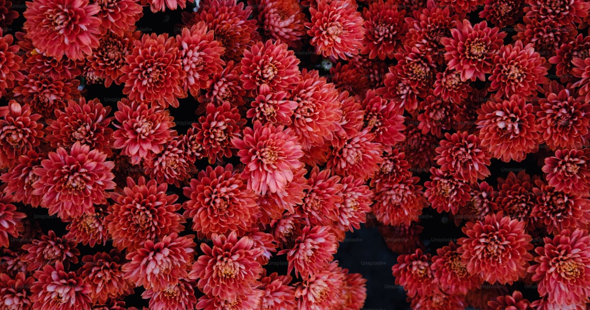 Un bouquet de fleurs rouges qui sont exposées photo – Image de Plein ...