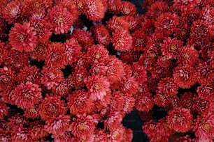 a bunch of red flowers that are on display