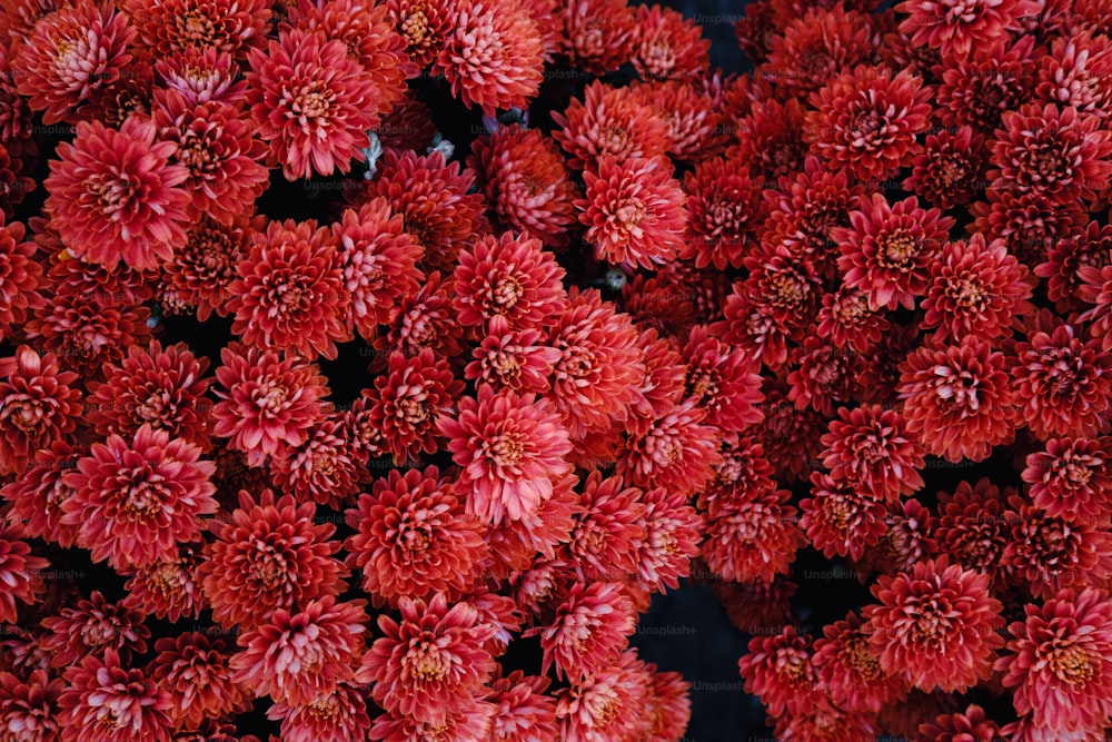 展示されている赤い花の束