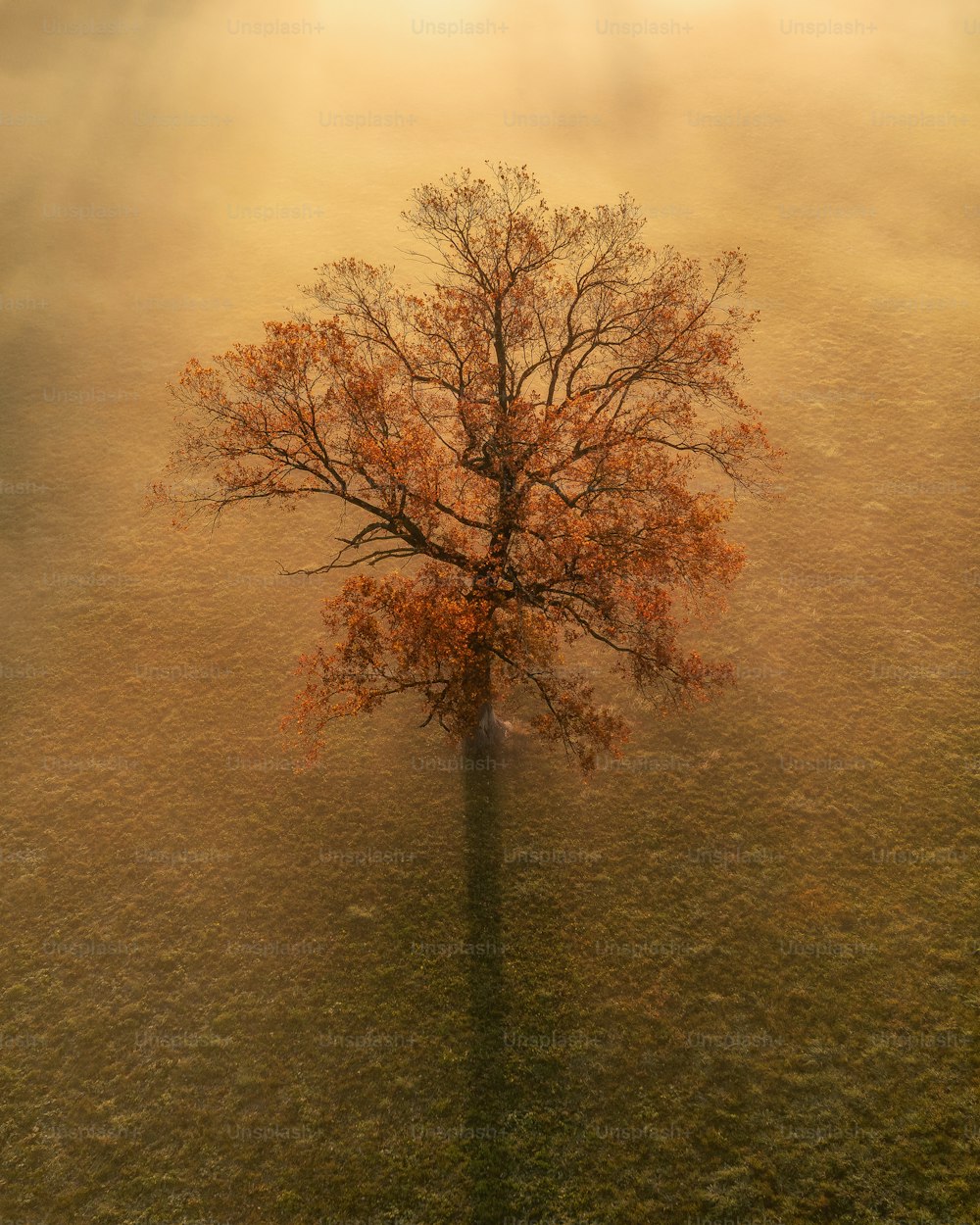 a lone tree in the middle of a field