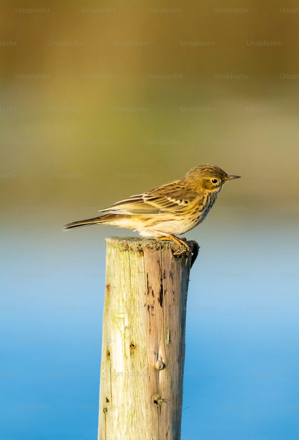 Un piccolo uccello appollaiato sulla cima di un palo di legno