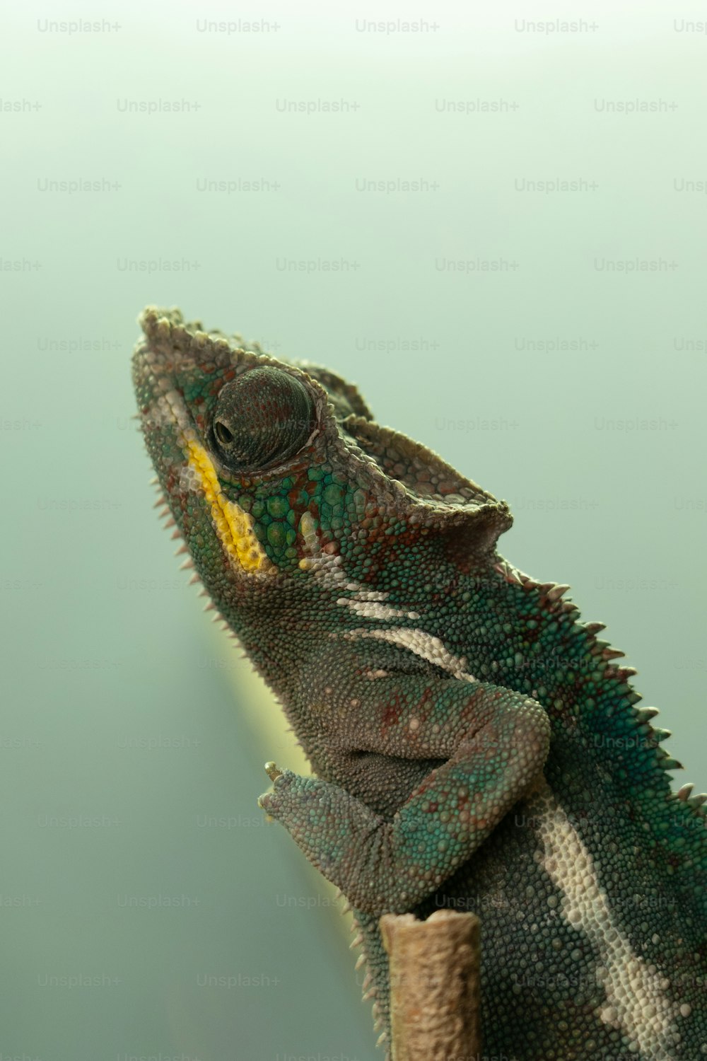 a close up of a lizard on a branch