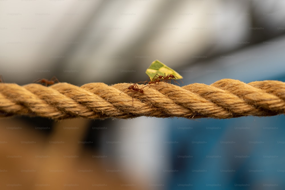 a bug crawling on a rope with a blurry background