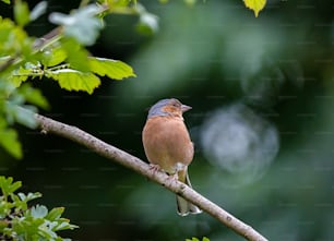 a small bird perched on a tree branch