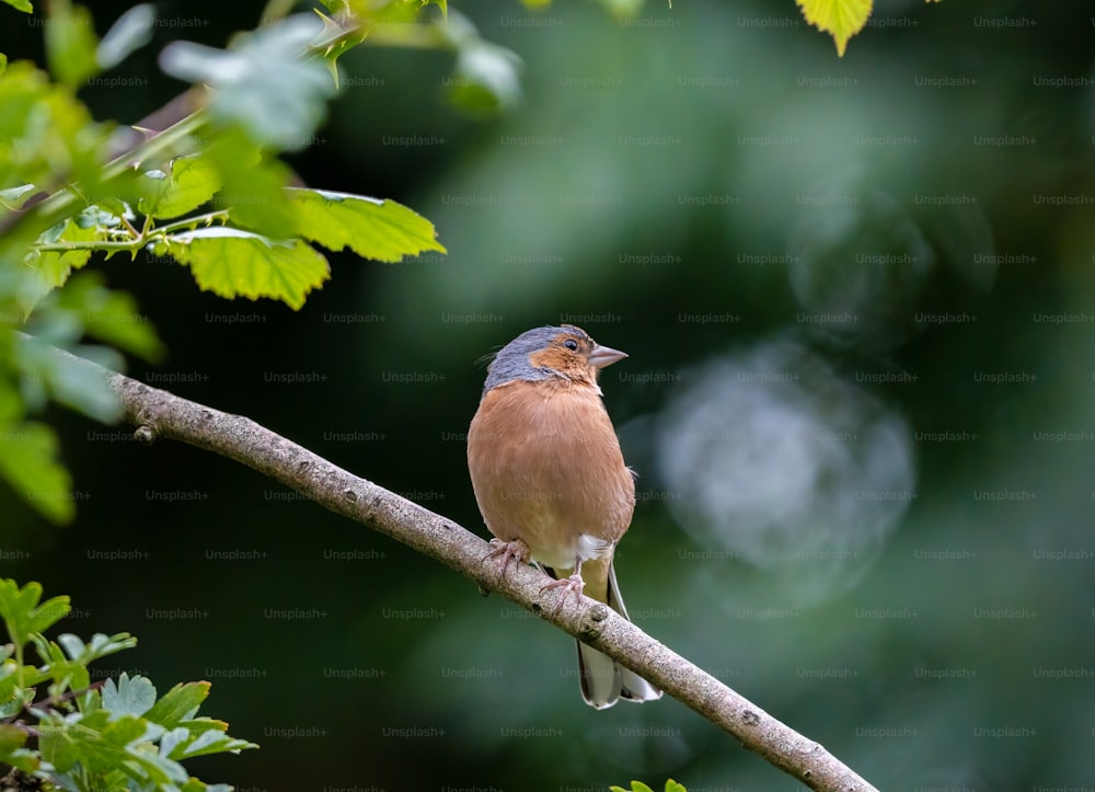 a small bird perched on a tree branch