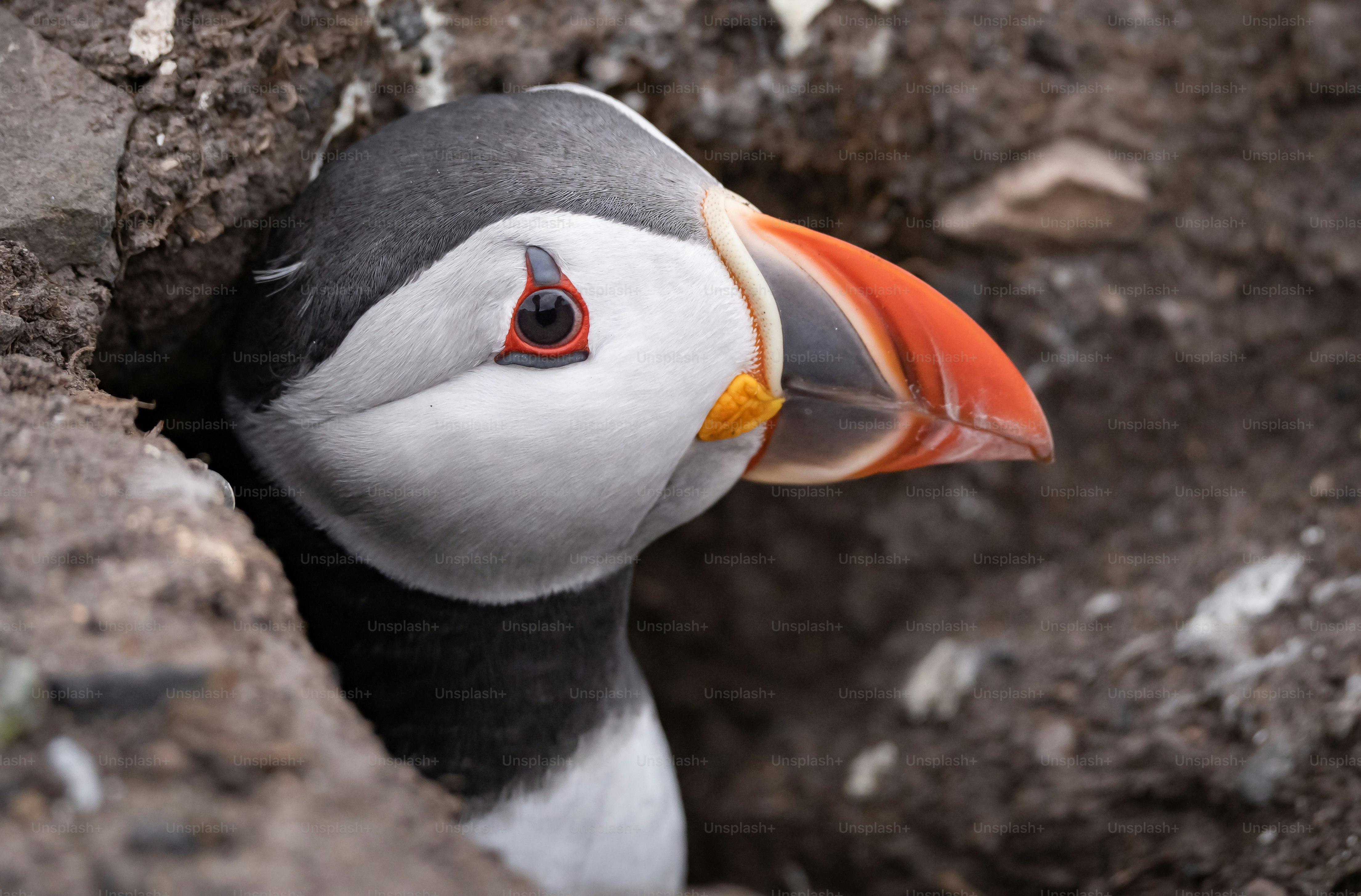 a black and white bird with a orange beak