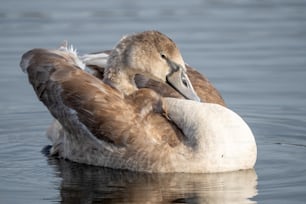 水中に座っている鳥のカップル