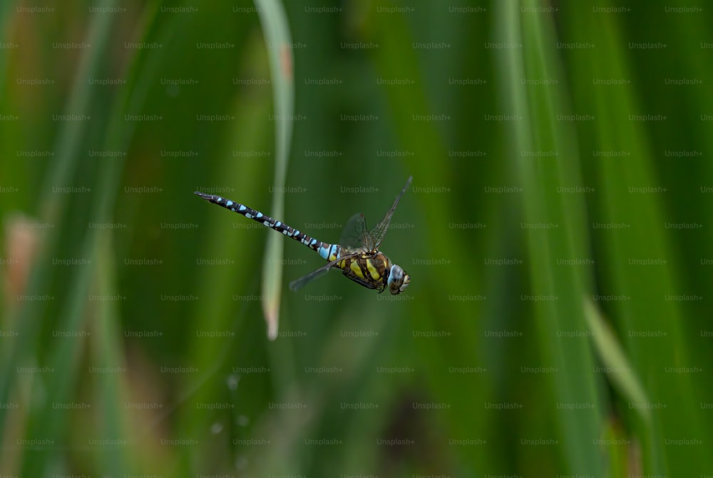 una libellula blu e gialla seduta su un filo d'erba