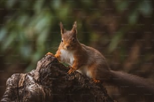 Uno scoiattolo è in piedi su un ceppo d'albero