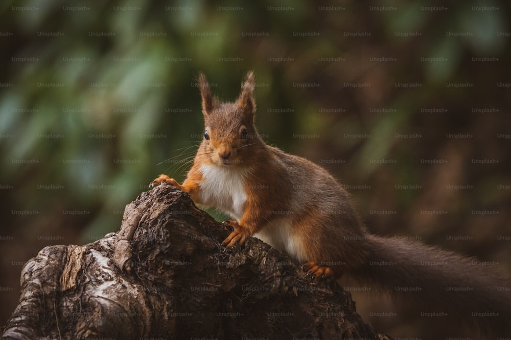 a squirrel is standing on a tree stump