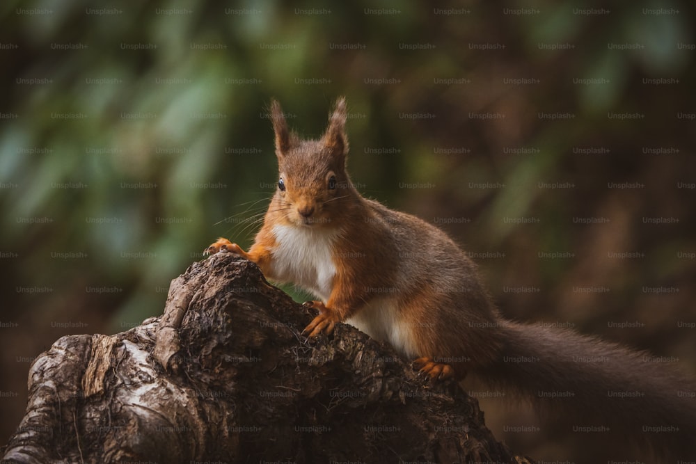 Un écureuil se tient sur une souche d’arbre