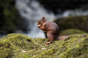 a squirrel is sitting on top of a mossy hill