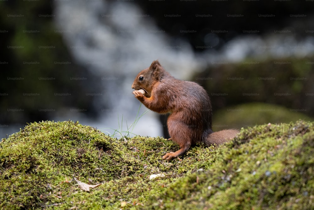 a squirrel is sitting on top of a mossy hill