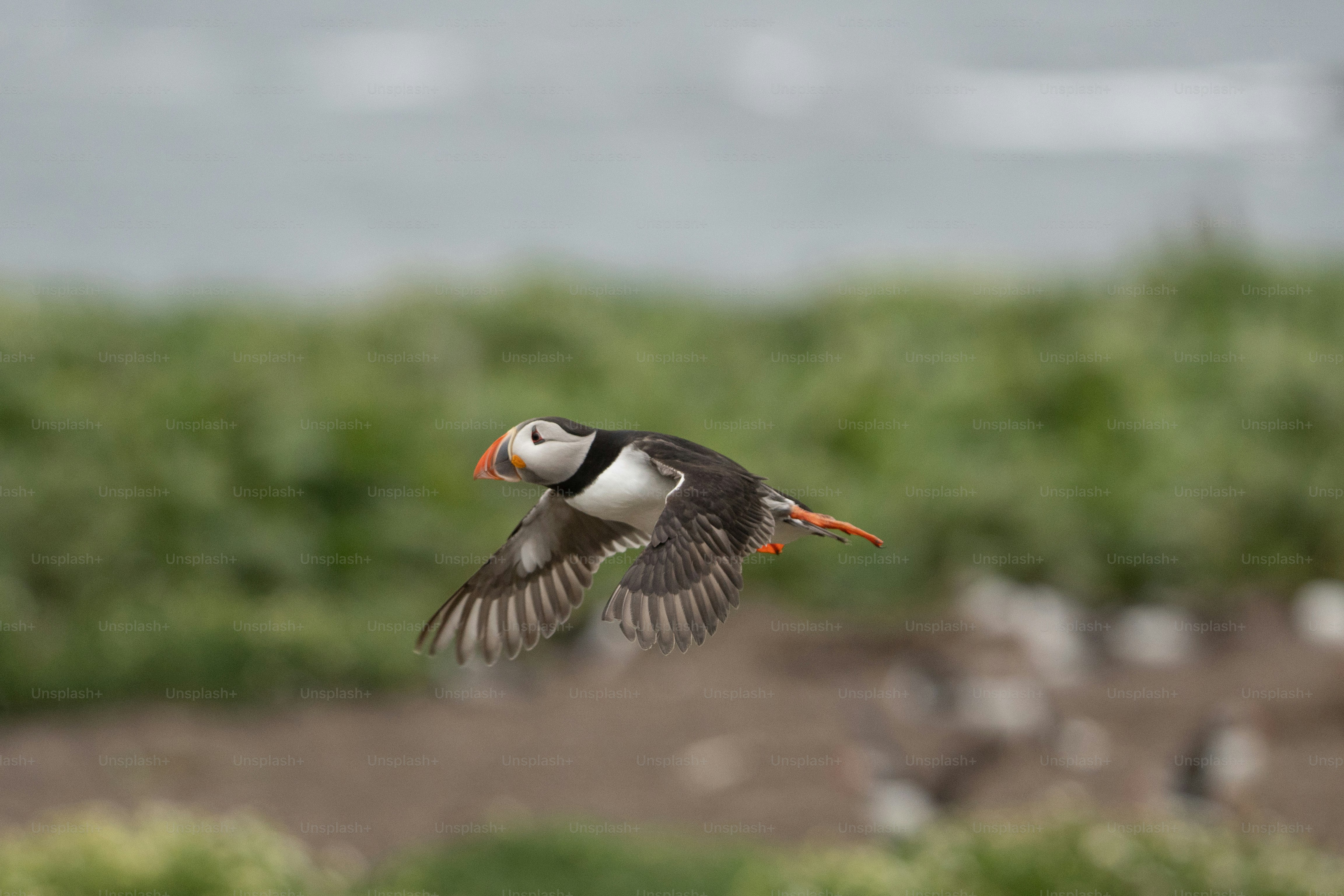 a small bird flying over a field of grass
