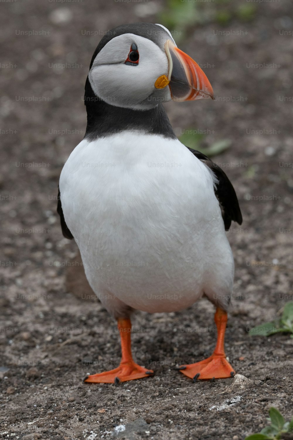 a black and white bird with an orange beak