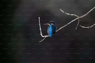 a blue bird sitting on a branch of a tree