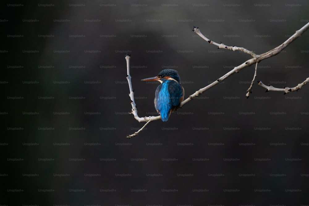 Ein blauer Vogel, der auf einem Ast eines Baumes sitzt