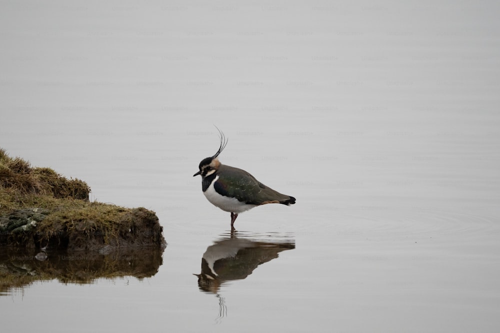 a bird standing in the water with its reflection in the water
