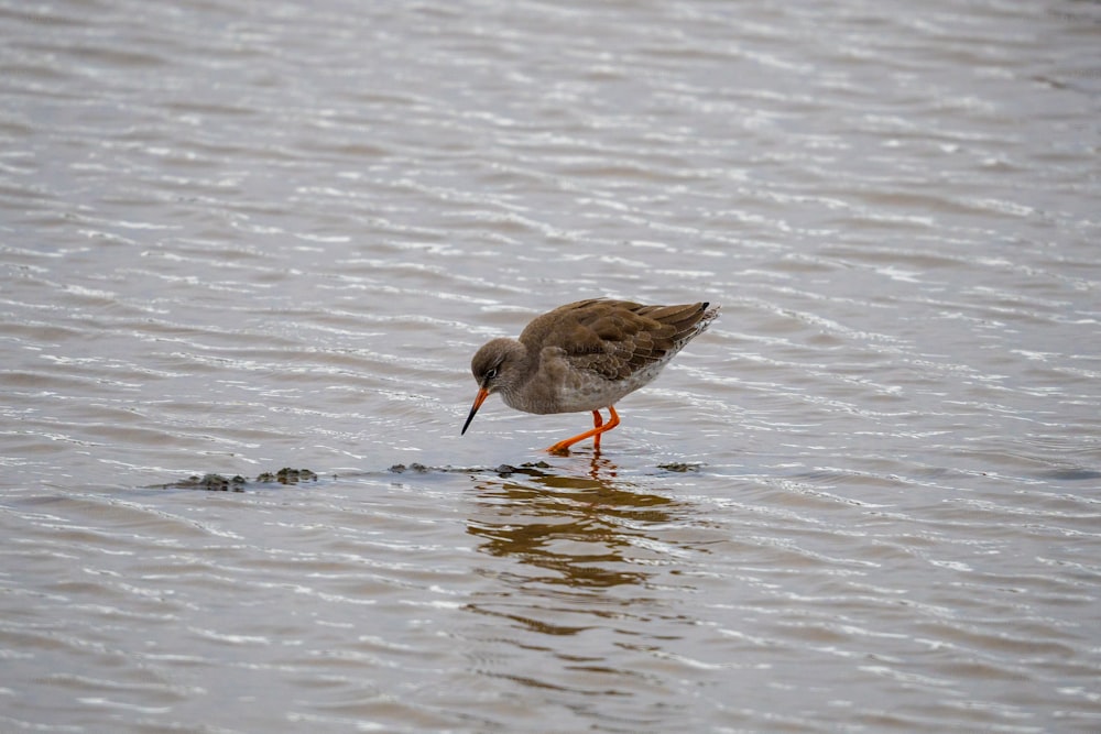 un oiseau debout dans l’eau à la recherche de nourriture