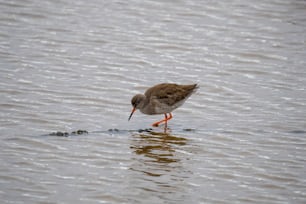 ein Vogel, der im Wasser steht und nach Nahrung sucht