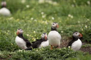 a group of birds standing on top of a lush green field