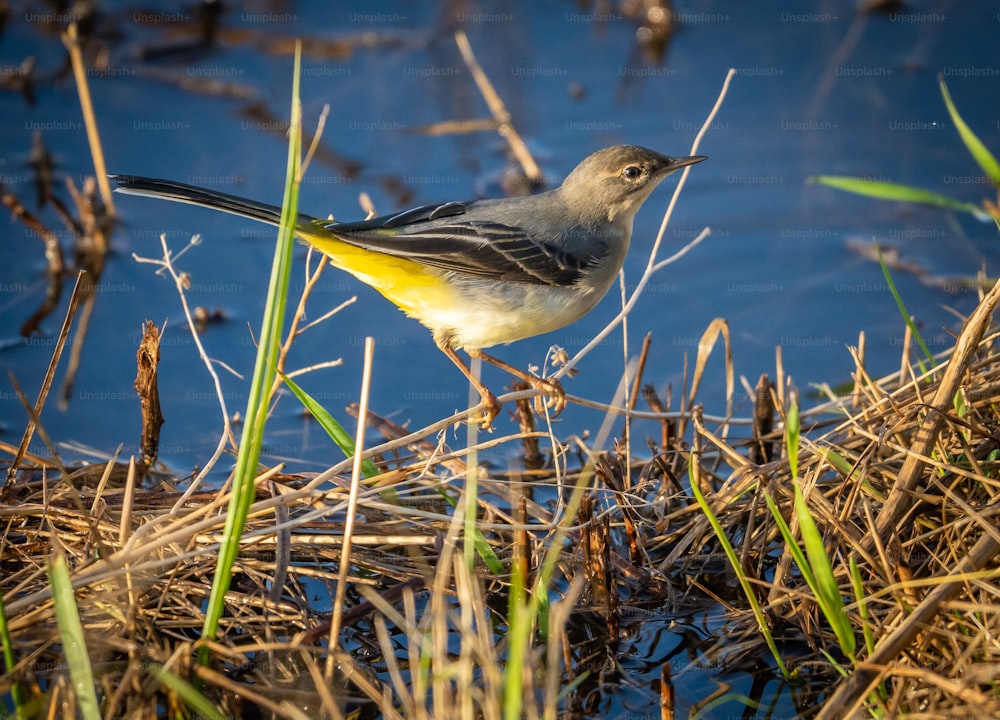 a small bird standing on top of a grass covered field