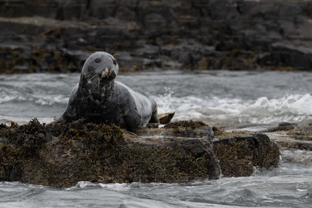 a seal sitting on a rock in the water