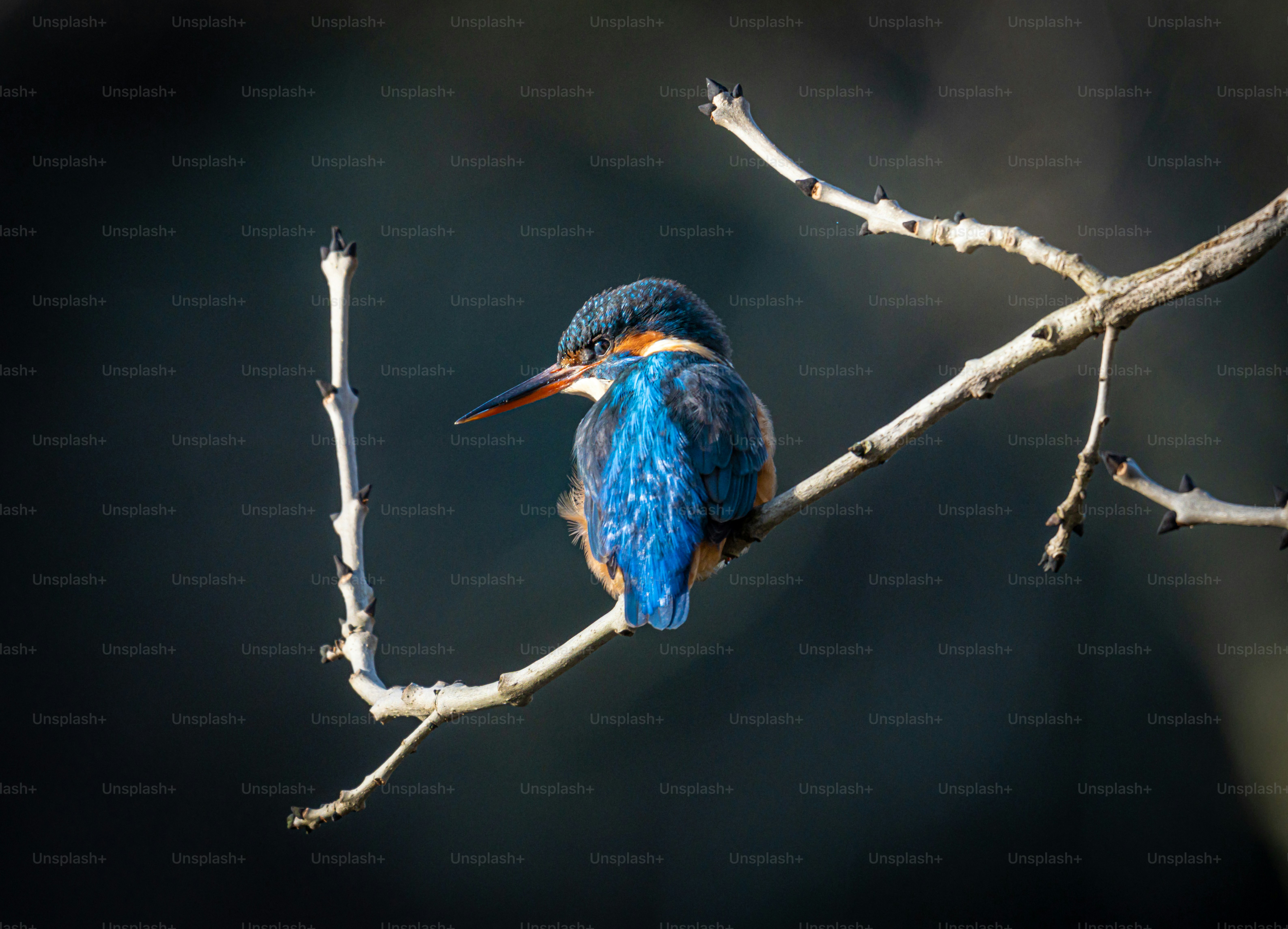a blue bird sitting on a branch of a tree