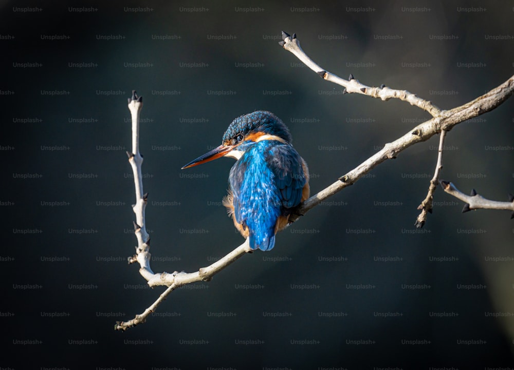 Ein blauer Vogel, der auf einem Ast eines Baumes sitzt
