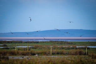 緑豊かな野原の上を飛ぶ鳥の群れ