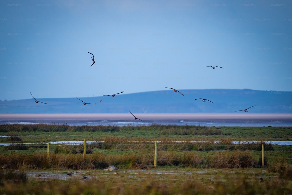 Uno stormo di uccelli che volano su un campo verde lussureggiante