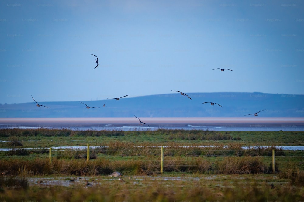 a flock of birds flying over a lush green field