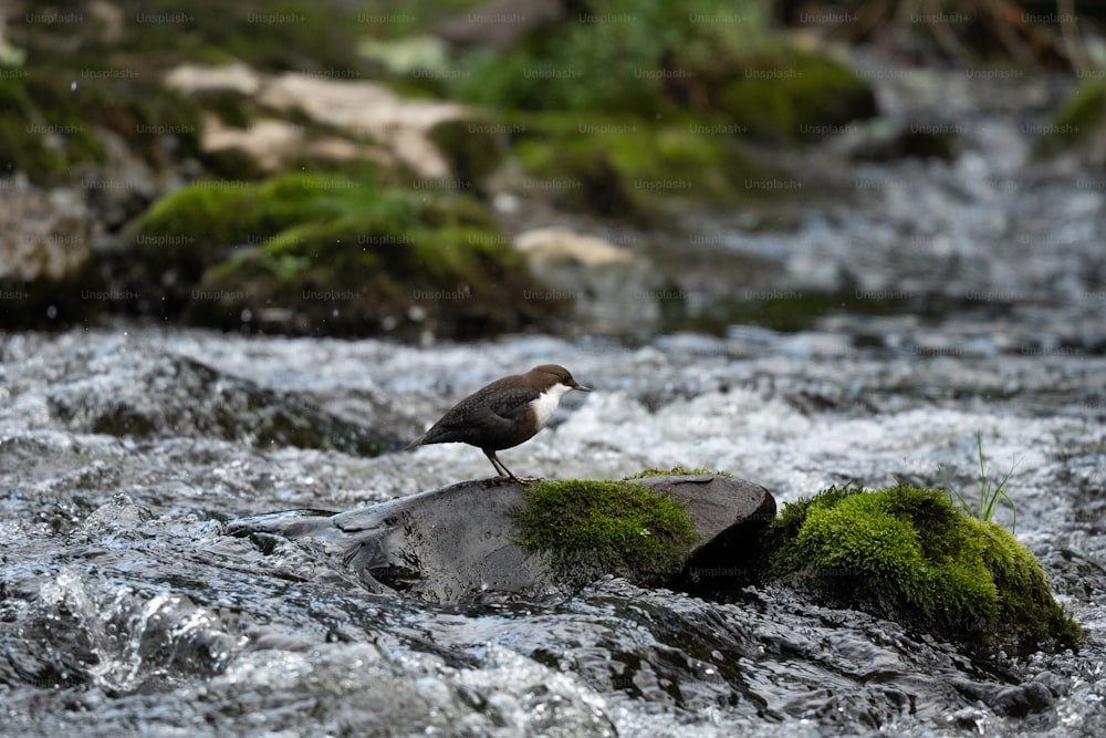 a bird standing on a rock in a stream