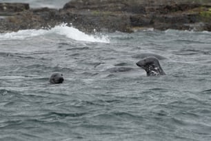 a couple of animals that are in the water