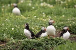 um grupo de pássaros em pé no topo de um campo verde exuberante